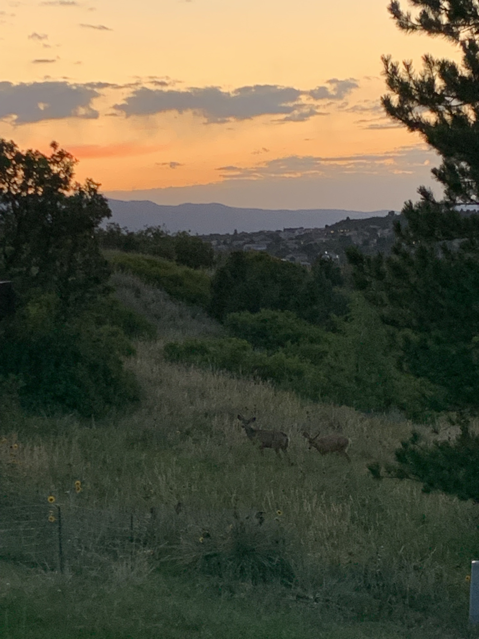 Photo of deer in a meadow at sunset
